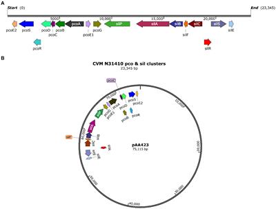 The acquired pco gene cluster in Salmonella enterica mediates resistance to copper